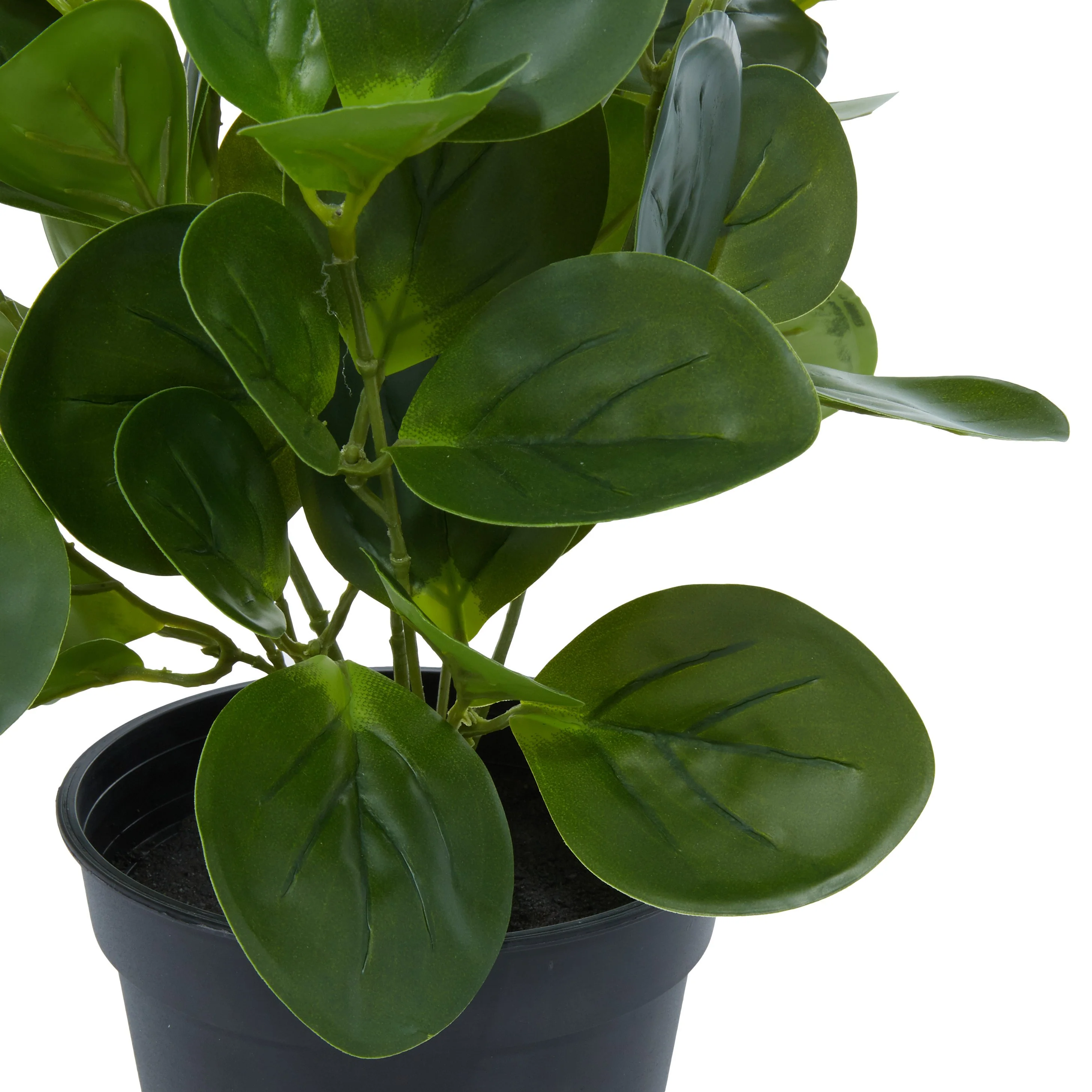 Faux Peperomia Plant - Image 3