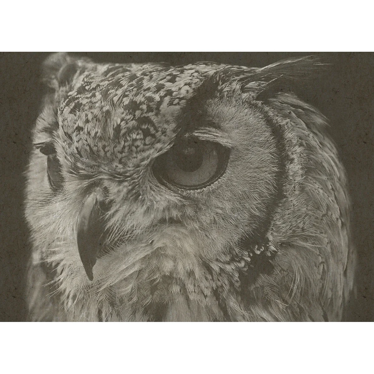Owl Framed Artwork