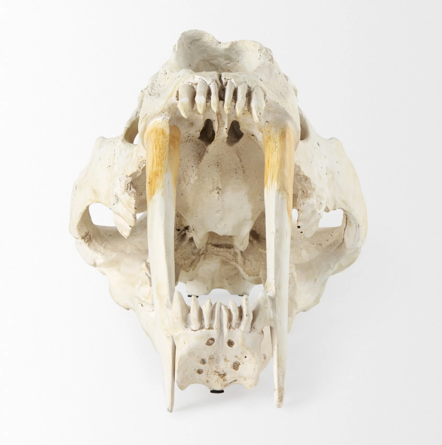 Sabretooth Skull Replica - Image 2