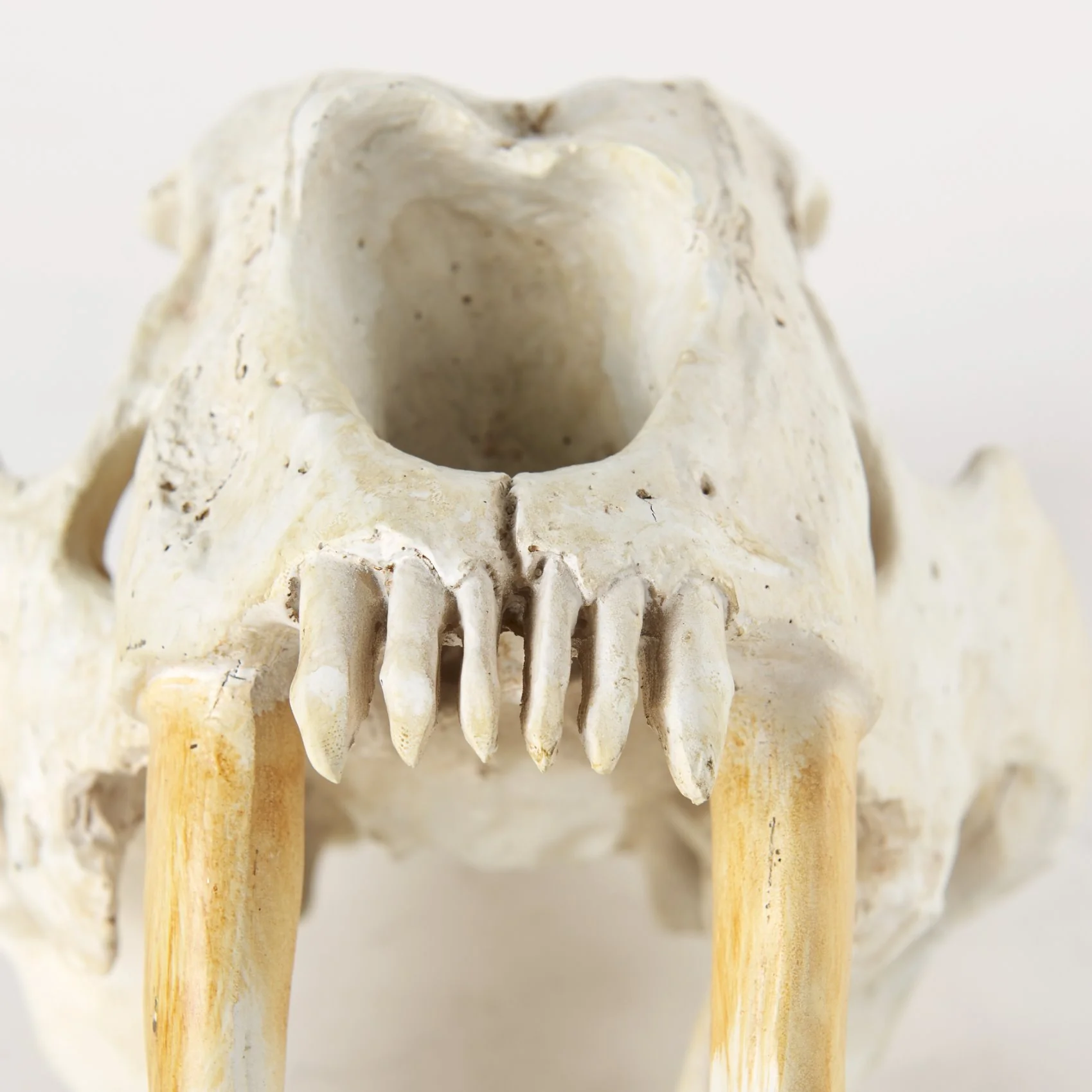 Sabretooth Skull Replica - Image 6