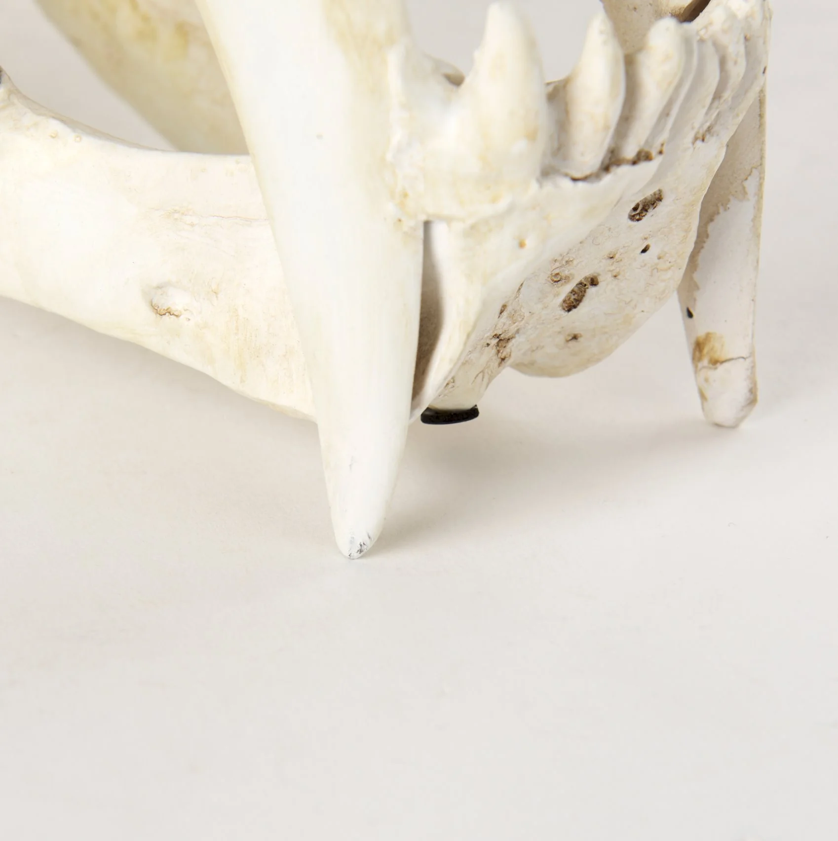 Sabretooth Skull Replica - Image 7