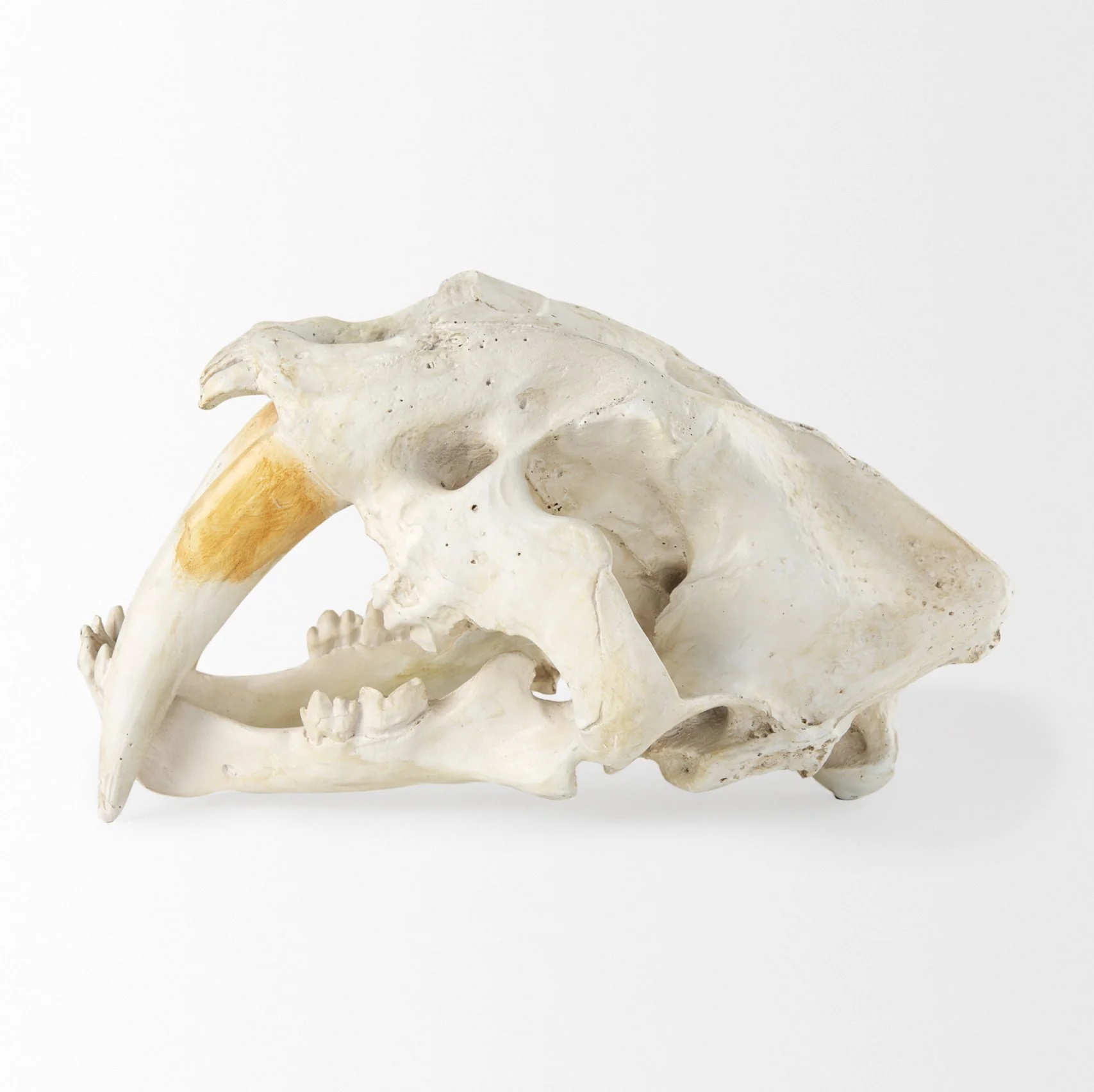 Sabretooth Skull Replica - Image 8